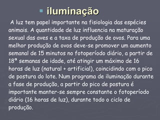 A luz tem papel importante na fisiologia das espécies animais. A quantidade de luz influencia na maturação sexual das aves e a taxa de produção de ovos. Para uma melhor produção de ovos deve-se promover um aumento semanal de 15 minutos no fotoperíodo diário, a partir de 18ª semanas de idade, até atingir um máximo de 16 horas de luz (natural + artificial), coincidindo com o pico de postura do lote. Num programa de iluminação durante a fase de produção, a partir do pico de postura é importante manter-se sempre constante o fotoperíodo diário (16 horas de luz), durante todo o ciclo de produção. iluminação 
