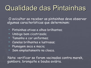 Qualidade das Pintainhas O avicultor ao receber as pintainhas deve observar algumas características que determinam: Pintainhas ativas e olhos brilhantes; Umbigo bem cicatrizado; Tamanho e cor uniformes; Canelas brilhantes e lustrosas; Plumagem seca e macia; Sem emplastamento na cloaca.   Nota: verificar se foram vacinados contra marek, gumboro, bronquite e bouba aviária. 