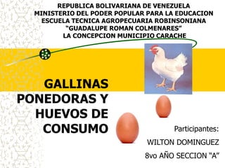 REPUBLICA BOLIVARIANA DE VENEZUELA
  MINISTERIO DEL PODER POPULAR PARA LA EDUCACION
    ESCUELA TECNICA AGROPECUARIA ROBINSONIANA
          “GUADALUPE ROMAN COLMENARES”
         LA CONCEPCION MUNICIPIO CARACHE




   GALLINAS
PONEDORAS Y
  HUEVOS DE
   CONSUMO                           Participantes:
                               WILTON DOMINGUEZ
                              8vo AÑO SECCION “A”
 