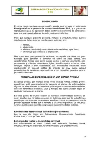 SISTEMA DE INFORMACION SECTORIAL
                                     SIS


                               BIOSEGURIDAD

El mayor riesgo que tiene una producción avícola es el no tener un sistema de
bioseguridad en el proceso de producción de huevo fértil, y la granjas de
reproductoras para su operación deben contar con un mínimo de condiciones
para que sean autorizadas por las autoridades competentes.

Para que cualquier proyecto pecuario, incluida la avicultura, tenga buenos
resultados se deben tener en cuenta cuatro factores y son:

      Ø   la raza,
      Ø   el alimento,
      Ø   el control sanitario (prevención de enfermedades); y por último
      Ø   el manejo que se le da a la explotación.

Una buena raza para producción de carne, es aquella que tiene una gran
habilidad para convertir el alimento en carne en poco tiempo, con
características físicas tales como cuerpo ancho y pechuga abundante, ojos
prominentes y brillantes, movimientos ágiles, posición erguida sobre las patas,
ombligos limpios y bien cicatrizados. Las incubadoras nacionales están
distribuyendo en general pollitos de engorde de muy buena calidad
provenientes de excelentes reproductores y con capacidad genética para la
producción de carne.

       PRINCIPALES ENFERMEDADES EN UNA GRANJA AVICOLA

La granja avícola, por manejar seres vivos (huevos fértiles, pollitos, pollos,
ponedoras), está permanentemente expuesta al ataque de enfermedades,
algunas de ellas mortales, existen en e país un gran numero de enfermedades,
que son transmitidas bacterias, virus y hongos, las cuales pueden llegar en
cualquier momento en la granja.

En otras partes del mundo existen las llamadas enfermedades exóticas, es
decir, aquellas que no están presentes en Colombia pero que de todas formas
constituyen una amenaza para nuestra avicultura porque en cualquier momento
pueden aparecer traídas por el hombre o las aves migratorias. La Influenza
Aviar es quizá una de las más peligrosas de las enfermedades exóticas.


Enfermedades bacterianas (o transmitidas por bacterias):
Las de más alto riesgo son: Salmonelosis, Mycoplasmosis, Coccidiosis,
Colibacilosis, Coriza y Cólera aviar.

Enfermedades virales (o transmitidas por virus)
Las enfermedades de mayor cuidado son: Newcastle, Gumboro, Marek,
Influenza, Bronquitis infecciosa, Anemia infecciosa y la Encefalomielitis.




                                                                             9
 