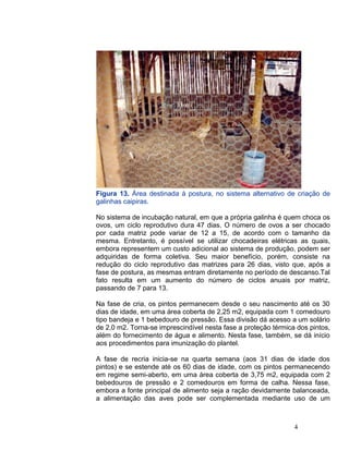 Figura 13. Área destinada à postura, no sistema alternativo de criação de
galinhas caipiras.
No sistema de incubação natural, em que a própria galinha é quem choca os
ovos, um ciclo reprodutivo dura 47 dias. O número de ovos a ser chocado
por cada matriz pode variar de 12 a 15, de acordo com o tamanho da
mesma. Entretanto, é possível se utilizar chocadeiras elétricas as quais,
embora representem um custo adicional ao sistema de produção, podem ser
adquiridas de forma coletiva. Seu maior benefício, porém, consiste na
redução do ciclo reprodutivo das matrizes para 26 dias, visto que, após a
fase de postura, as mesmas entram diretamente no período de descanso.Tal
fato resulta em um aumento do número de ciclos anuais por matriz,
passando de 7 para 13.
Na fase de cria, os pintos permanecem desde o seu nascimento até os 30
dias de idade, em uma área coberta de 2,25 m2, equipada com 1 comedouro
tipo bandeja e 1 bebedouro de pressão. Essa divisão dá acesso a um solário
de 2,0 m2. Torna-se imprescindível nesta fase a proteção térmica dos pintos,
além do fornecimento de água e alimento. Nesta fase, também, se dá início
aos procedimentos para imunização do plantel.
A fase de recria inicia-se na quarta semana (aos 31 dias de idade dos
pintos) e se estende até os 60 dias de idade, com os pintos permanecendo
em regime semi-aberto, em uma área coberta de 3,75 m2, equipada com 2
bebedouros de pressão e 2 comedouros em forma de calha. Nessa fase,
embora a fonte principal de alimento seja a ração devidamente balanceada,
a alimentação das aves pode ser complementada mediante uso de um
4
 