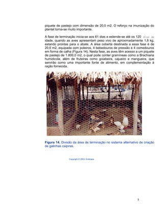 piquete de pastejo com dimensão de 20,0 m2. O reforço na imunização do
plantel torna-se muito importante.
A fase de terminação inicia-se aos 61 dias e estende-se até os 120 dias de
idade, quando as aves apresentam peso vivo de aproximadamente 1,8 kg,
estando prontas para o abate. A área coberta destinada a essa fase é de
20,0 m2, equipada com poleiros, 4 bebedouros de pressão e 4 comedouros
em forma de calha (Figura 14). Nesta fase, as aves têm acesso a um piquete
de pastejo de 1.800,0 m2, o qual pode conter gramíneas como a Brachiaria
humidicola, além de fruteiras como goiabeira, cajueiro e mangueira, que
servirão como uma importante fonte de alimento, em complementação à
ração fornecida.
Figura 14. Divisão da área de terminação no sistema alternativo de criação
de galinhas caipiras.
Copyright © 2002, Embrapa
5
 