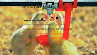 DATOS EGENERALES:

GENERO: GALLUS GALLUS
-SE CLASIFICAN EN LINEAS GENETICAS, NO RAZAS
-LAS GALLINAS FUERON TRAIDAS POR CRISTOBAL COLON
https://www.youtube.com/watch?v=69HuUH9LoFo
http://www.sagarpa.gob.mx/desarrolloRural/Documents/fichasaapt/Producci%C3%
B3n%20Av%C3%ADcola.pdf
 