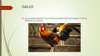 GALLO
 EN LA ANTIGÜEDAD EL GALLO ERA ESCOGIDO POR SU PLUMAJE Y POR SU
MANERA DE CANTAR.
 