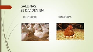 GALLINAS
SE DIVIDEN EN:
DE ENGORDE PONEDORAS
 