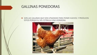 GALLINAS PONEDORAS
 SON LAS GALLINAS QUE SON UTILIZADAS PARA PONER HUEVOS, Y PRODUCEN
ESTOS PORQUE EL SOL ESTIMULA UNA HORMONA.
 