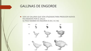 GALLINAS DE ENGORDE
 SON LAS GALLINAS QUE SON UTILIZADAS PARA PRODUCIR HUEVOS
FECUNDADOS POR EL GALLO.
SU PESO MAXIMO DE ENGORDE ES DE 2 A 3 KG
 