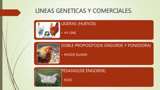 LINEAS GENETICAS Y COMERCIALES.
LIGERAS (HUEVOS)
• HY LINE
DOBLE PROPOSITO(DE ENGORDE Y PONEDORA)
• RHODE ISLAND
PESADAS(DE ENGORDE)
• ROSS
 