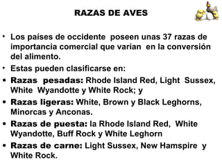 RAZAS DE AVES
• Los países de occidente poseen unas 37 razas de
importancia comercial que varían en la conversión
del alimento.
• Estas pueden clasificarse en:
• Razas pesadas: Rhode Island Red, Light Sussex,
White Wyandotte y White Rock; y
• Razas ligeras: White, Brown y Black Leghorns,
Minorcas y Anconas.
• Razas de puesta: la Rhode Island Red, White
Wyandotte, Buff Rock y White Leghorn
• Razas de carne: Light Sussex, New Hamspire y
White Rock.
 