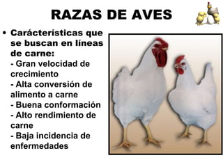 RAZAS DE AVES
• Carácterísticas que
se buscan en líneas
de carne:
- Gran velocidad de
crecimiento
- Alta conversión de
alimento a carne
- Buena conformación
- Alto rendimiento de
carne
- Baja incidencia de
enfermedades
 