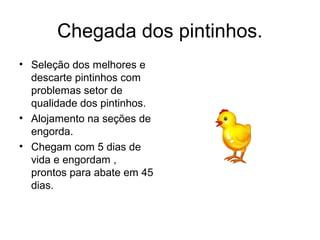 Chegada dos pintinhos.
• Seleção dos melhores e
descarte pintinhos com
problemas setor de
qualidade dos pintinhos.
• Alojamento na seções de
engorda.
• Chegam com 5 dias de
vida e engordam ,
prontos para abate em 45
dias.
 