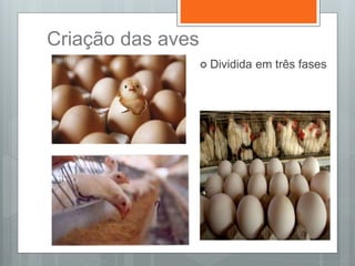 Criação das aves
 Dividida em três fases
 