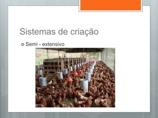 Sistemas de criação
 Semi - extensivo
 