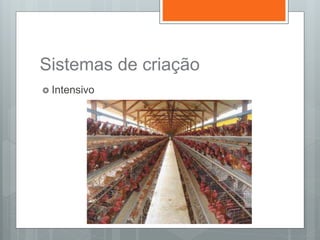 Sistemas de criação
 Intensivo
 