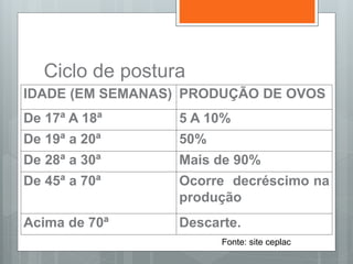 Ciclo de postura
IDADE (EM SEMANAS) PRODUÇÃO DE OVOS
De 17ª A 18ª 5 A 10%
De 19ª a 20ª 50%
De 28ª a 30ª Mais de 90%
De 45ª a 70ª Ocorre decréscimo na
produção
Acima de 70ª Descarte.
Fonte: site ceplac
 