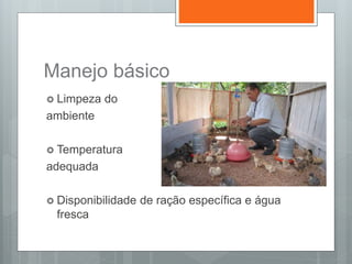 Manejo básico
 Limpeza do
ambiente
 Temperatura
adequada
 Disponibilidade de ração específica e água
fresca
 