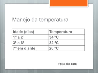 Manejo da temperatura
Idade (dias) Temperatura
1º a 2º 34 ºC
3º a 6º 32 ºC
7º em diante 28 ºC
Fonte: site bigsal
 