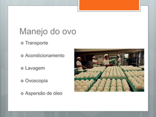Manejo do ovo
 Transporte
 Acondicionamento
 Lavagem
 Ovoscopia
 Aspersão de óleo
 
