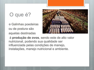 O que é?
 Galinhas poedeiras
ou de postura são
aquelas destinadas
á produção de ovos, sendo este de alto valor
nutricional, podendo sua qualidade ser
influenciada pelas condições de manejo,
instalações, manejo nutricional e ambiente.
 
