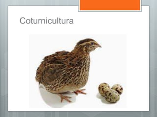 Coturnicultura
 