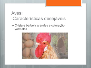Aves:
Características desejáveis
 Crista e barbela grandes e coloração
vermelha
 