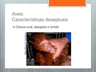 Aves:
Características desejáveis
 Cloaca oval, alargada e úmida
 