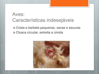 Aves:
Características indesejáveis
 Crista e barbela pequenas, secas e escuras
 Cloaca circular, estreita e úmida
 