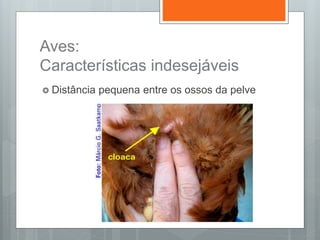 Aves:
Características indesejáveis
 Distância pequena entre os ossos da pelve
 