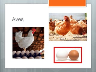 Aves
 
