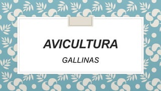 AVICULTURA
GALLINAS
 