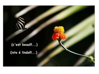 (c'est beau!!!...) (isto é lindo !!! ... ) 