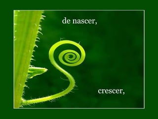de nascer,  crescer, 