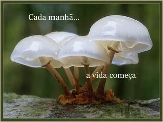 Cada manhã... a vida começa 