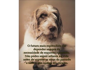O futuro mais esplêndido vaiO futuro mais esplêndido vai
depender sempre dadepender sempre da
necessidade de esquecer o passado.necessidade de esquecer o passado.
Não podes seguir adiante na vidaNão podes seguir adiante na vida
antes de superar os erros do passadoantes de superar os erros do passado
e tudo o que castiga teu coração.e tudo o que castiga teu coração.
 