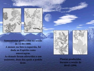 Samambaias produzidas na sessão de 12-04-1880.A menor, na foto à esquerda, foi dada ao Espírito como amostragem.As demais foram oferecidas a um assistente, duas das quais a pedido deste.Plantas produzidas durante a sessão de 08-03-1890.