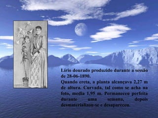 Lírio dourado produzido durante a sessão de 28-06-1890.Quando ereta, a planta alcançava 2,27 m de altura. Curvada, tal como se acha na foto, media 1,95 m. Permaneceu perfeita durante uma semana, depois desmaterializou-se e desapareceu.