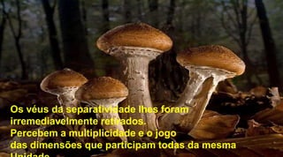 Os véus da separatividade lhes foram
irremediavelmente retirados.
Percebem a multiplicidade e o jogo
das dimensões que participam todas da mesma
 