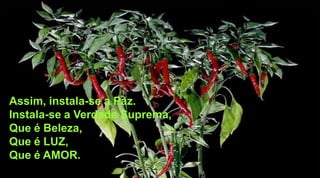 Assim, instala-se a Paz.
Instala-se a Verdade Suprema,
Que é Beleza,
Que é LUZ,
Que é AMOR.
 