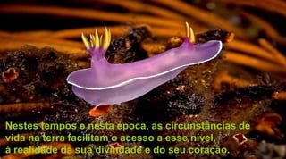 Nestes tempos e nesta época, as circunstâncias de
vida na terra facilitam o acesso a esse nível,
à realidade da sua divindade e do seu coração.
 