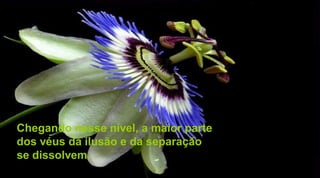 Chegando nesse nível, a maior parte
dos véus da ilusão e da separação
se dissolvem.
 