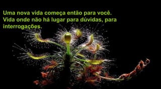 Uma nova vida começa então para você.
Vida onde não há lugar para dúvidas, para
interrogações.
 