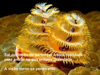 Sai da ilusão de pertencer a esta realidade
para entrar na sua própria Divindade.

A visão torna-se penetrante.
 