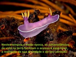 Nestes tempos e nesta época, as circunstâncias
de vida na terra facilitam o acesso a esse nível,
à realidade da sua divindade e do seu coração.
 