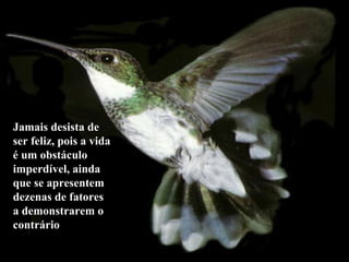 Jamais desista de
ser feliz, pois a vida
é um obstáculo
imperdível, ainda
que se apresentem
dezenas de fatores
a demonstrarem o
contrário
 