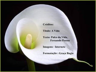 Créditos:

Título: A Vida

Texto: Palco da Vida,
      Fernando Pessoa

Imagens: Internete

Formatação : Graça Bugia
 