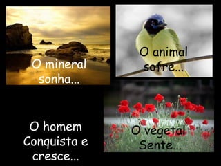 O mineral
sonha...
O vegetal
Sente...
O animal
sofre...
O homem
Conquista e
cresce...
 