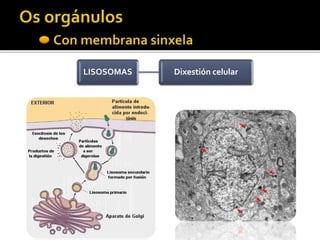 LISOSOMAS Dixestión celular
 