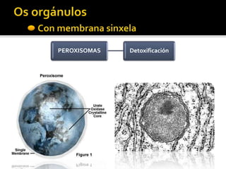 PEROXISOMAS Detoxificación
 