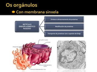 RETÍCULO
ENDOPLASMÁTICO
RUGOSO
Síntese e almacenamento de proteínas
Modificación de proteínas
Transporte de proteínas cara o aparato de Golgi
 