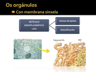 RETÍCULO
ENDOPLASMÁTICO
LISO
Síntese de lípidos
Detoxificación
 